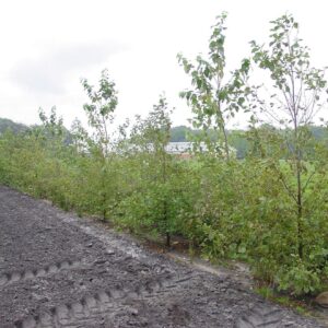 🌬️ Læbæltepakken – 300 planter