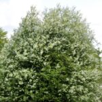 🌳 Hæg 30-50 cm