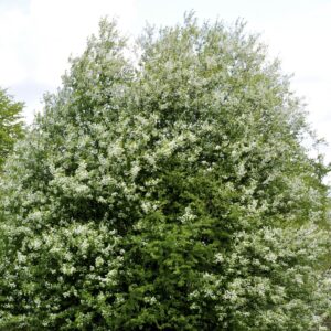 🌳 Hæg 30-50 cm
