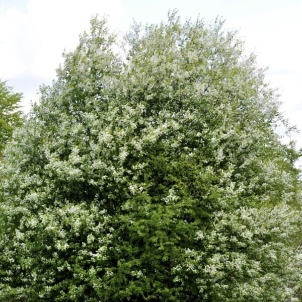 🌳 Hæg 30-50 cm