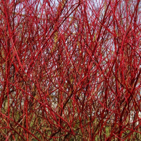🌿 Rød Kornel 40-60 cm
